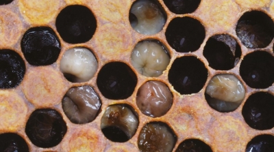 European foulbrood: Diversity and genotyping
